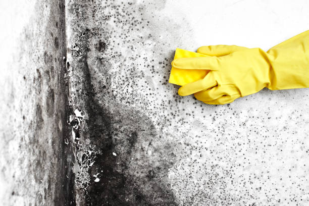 Crawl Space Mold Removal in Port Neches, TX