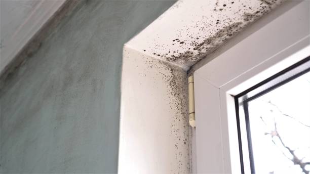 Best Crawl Space Mold Removal  in Port Neches, TX