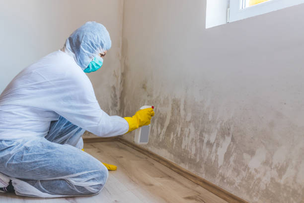 Best Commercial Mold Removal  in Port Neches, TX