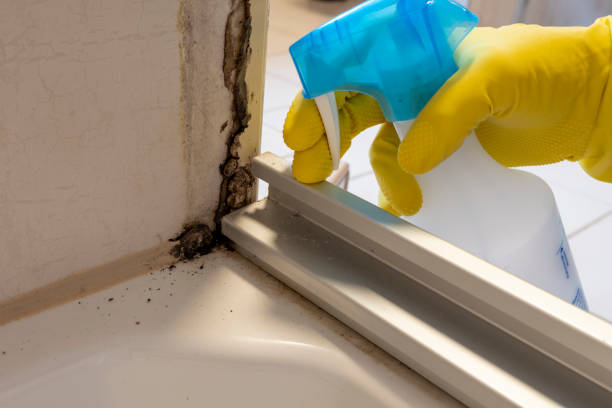 Best Residential Mold Removal  in Port Neches, TX