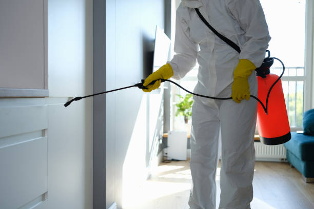 Best Certified Mold Removal  in Port Neches, TX