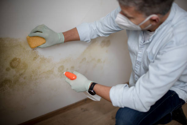 Best Best Mold Removal Companies  in Port Neches, TX