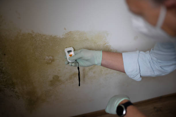 Best Black Mold Removal  in Port Neches, TX