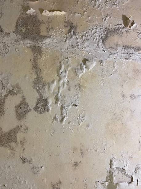 Best Mold Remediation  in Port Neches, TX