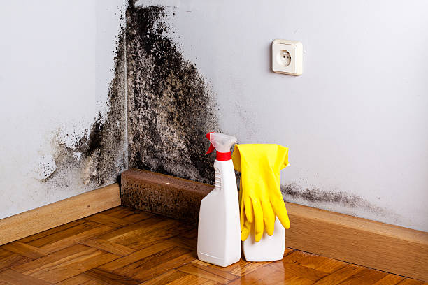 Best Residential Mold Removal  in Port Neches, TX